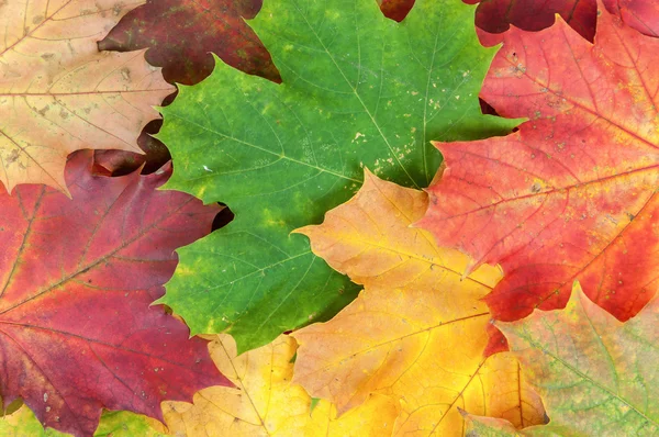 Fondo hecho de hojas de arce de colores —  Fotos de Stock