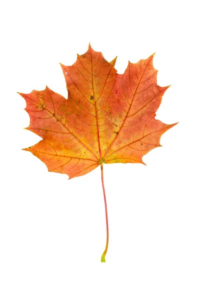 Hoja de arce rojo de otoño aislada sobre fondo blanco —  Fotos de Stock