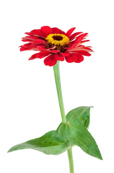 Röd Gerbera blomma med blad på vit bakgrund — Stockfoto