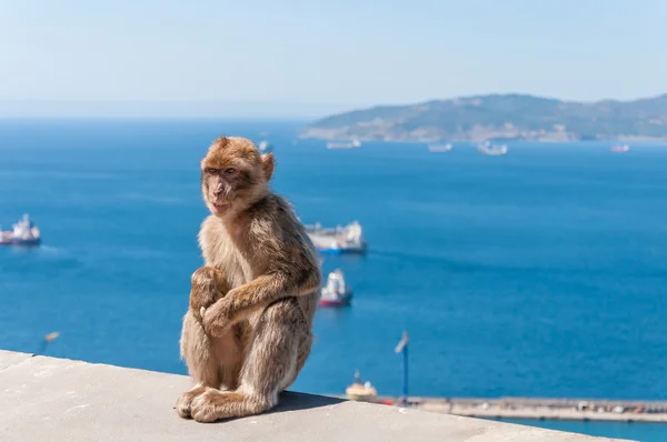 Barbarijse makaak monkey in Gibraltar — Stockfoto