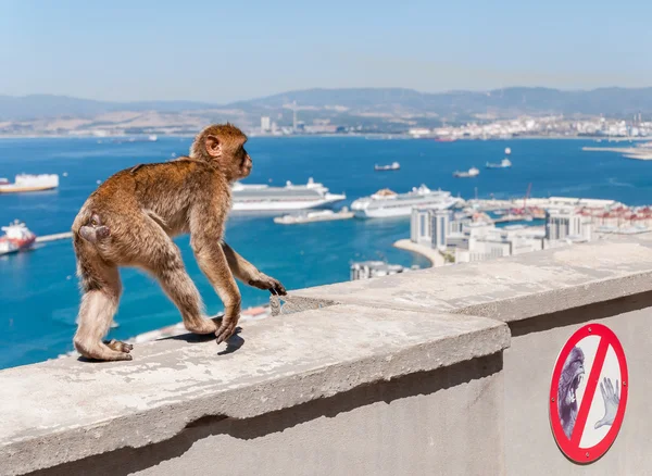 Barbary macaque monkey in Gibraltar — Stock Photo, Image