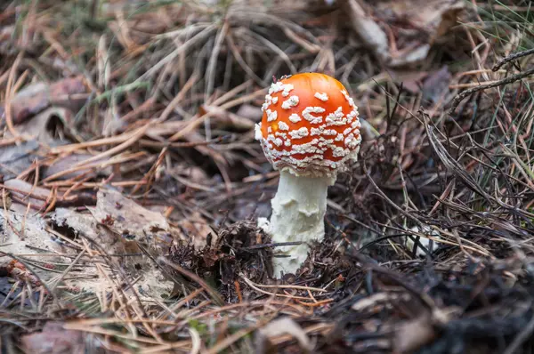 Red toadstool in a forest — Stock Photo, Image