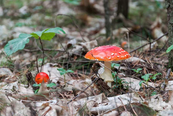 Sgabello rospo rosso in una foresta — Foto Stock