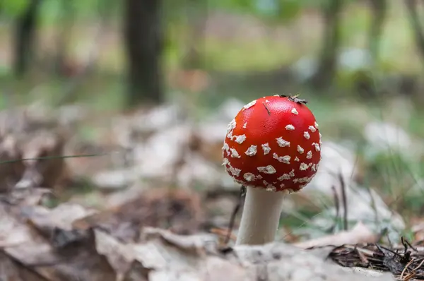 Taburete rojo en un bosque — Foto de Stock