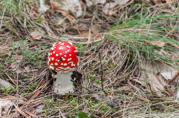 Rode paddestoel in een forest — Stockfoto