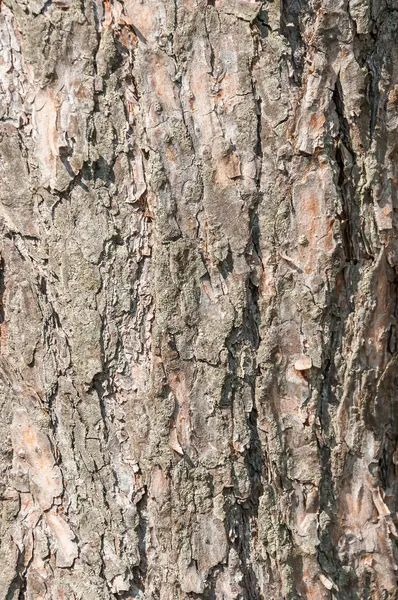 Textura de corteza de árbol — Foto de Stock