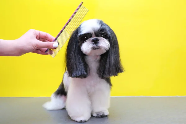 a dog in a grooming salon; Haircut, comb. pet gets beauty treatments in a dog beauty salon. yellow background