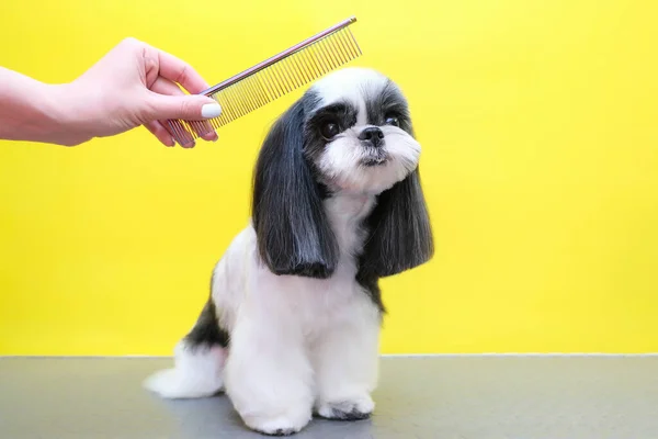 dog in a grooming salon; Haircut, comb. pet gets beauty treatments in a dog beauty salon. yellow background