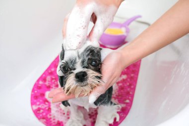 Köpek kuaförde; köpek duş alır, evcil hayvan güzellik salonlarında köpekler için güzellik prosedürleri uygulanır. Banyoda.