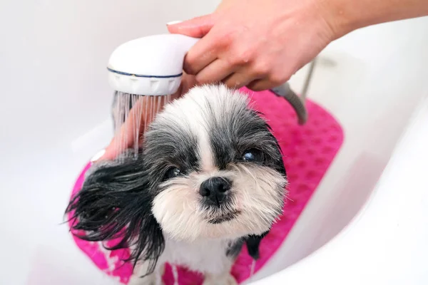 Pes Kadeřnictví Pes Dostat Sprchu Domácí Zvíře Dostat Kosmetické Procedury — Stock fotografie