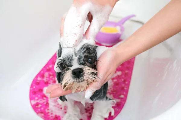 dog in grooming salon; dog get shower; domestic animal get beauty procedures in beauty salon for dogs. in bath