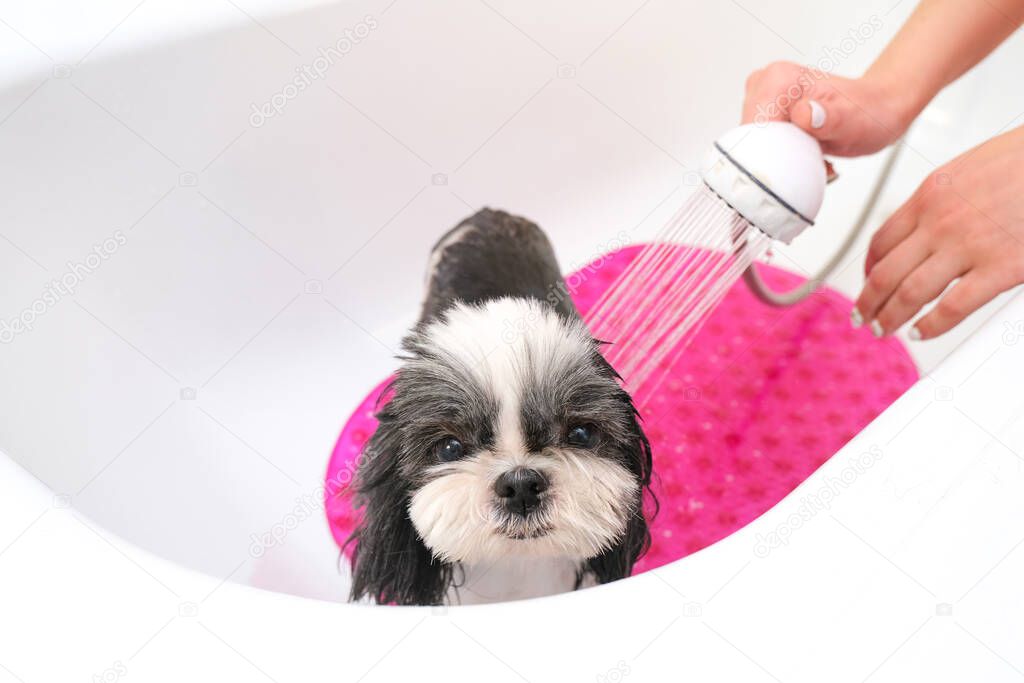 dog in grooming salon; dog get shower; domestic animal get beauty procedures in beauty salon for dogs. in bath