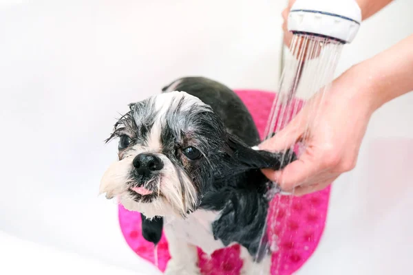 Toilettage Baigner Chien Sous Douche Bains Humides Pour Chiens Soins — Photo