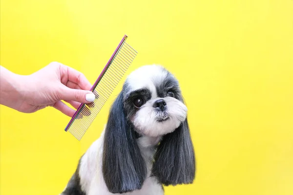 Toiletteur Travaillant Dans Salon Faire Des Coupes Cheveux Salon Animaux — Photo