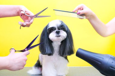 Köpeğin kuaföründe kuaförlük yapıyor. Dog 'a yakın çekim. Köpeğin saç tıraşı var. Saçı tara. pembe arka plan. tımar konsepti.