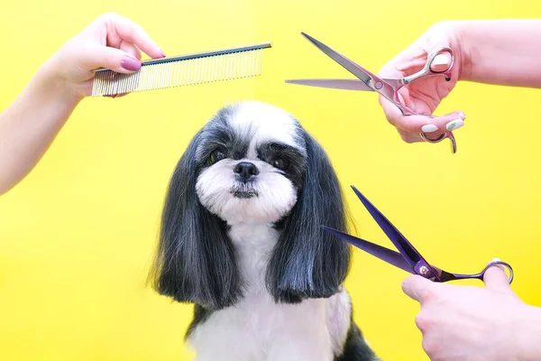 Pes Nechá Ostříhat Pet Spa Pečovatelském Salónu Detailní Záběr Psa — Stock fotografie