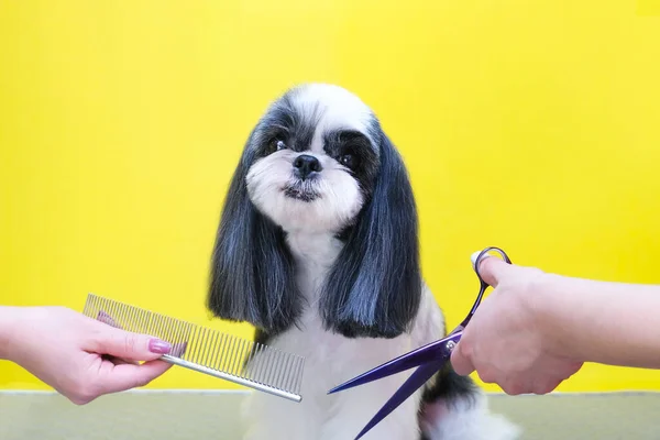 Dog gets hair cut at Pet Spa Grooming Salon. Closeup of Dog. the dog has a haircut. comb the hair. pink background. groomer concept.