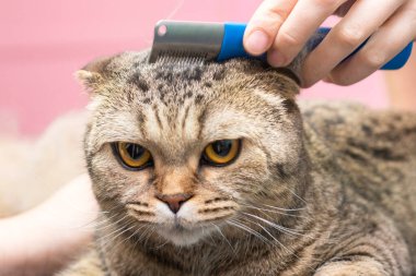 Kedi bakımı, yün tarama. Ekspres deri. Güzellik salonunda güzel bir kedi. Tımar edilmiş hayvanlar, taranmış saçlar. Kedi bakıcılığı ustası..