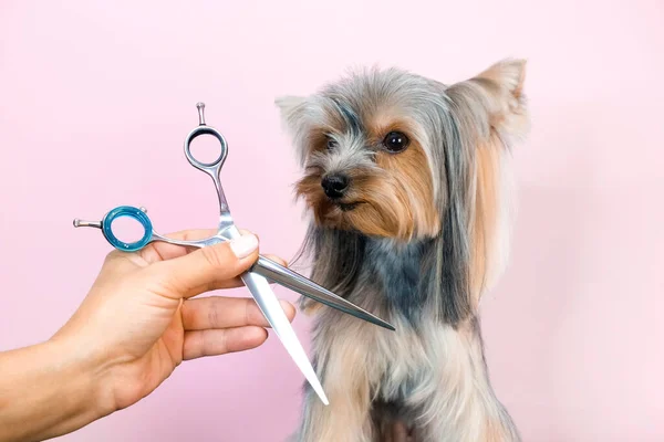 Chien Dans Salon Toilettage Coupe Cheveux Ciseaux Animal Obtient Des — Photo