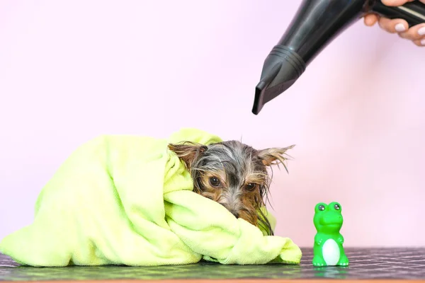 dog in a grooming salon; Haircut, comb, hairdryer. pet gets beauty treatments in a dog beauty salon. yellow background