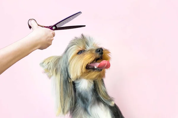 Chien Dans Salon Toilettage Coupe Cheveux Ciseaux Animal Obtient Des — Photo