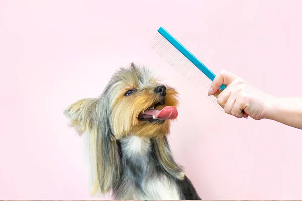 dog in a grooming salon; Haircut, comb. pet gets beauty treatments in a dog beauty salon