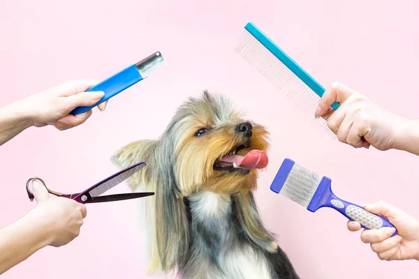 Hund Grooming Salong Hårklippning Sax Och Kam Husdjur Får Skönhetsbehandlingar — Stockfoto