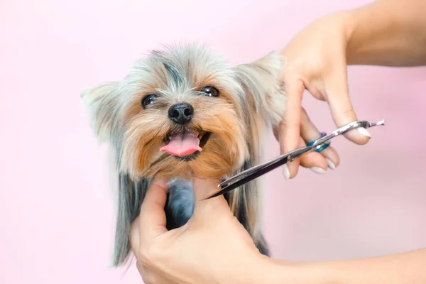 dog in a grooming salon; Haircut, scissors. pet gets beauty treatments in a dog beauty salon.
