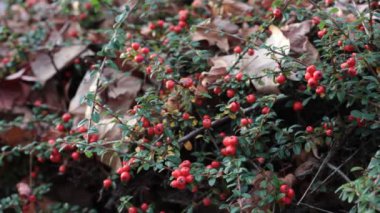 Sonbaharda kırmızı böğürtlen ve düşen yapraklı bitkiler