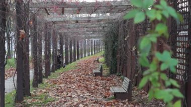 Yapraklarla dolu eğri ahşap banklar ve sonbahar atmosferiyle pergola