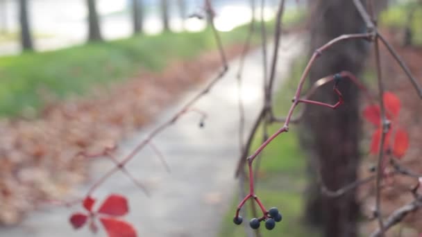 Szél Által Mozgatott Növény Gyümölcsei Háttérben Nem Fókuszált Úttal — Stock videók