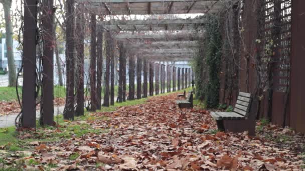 Yapraklarla Dolu Eğri Ahşap Banklar Sonbahar Atmosferiyle Pergola — Stok video