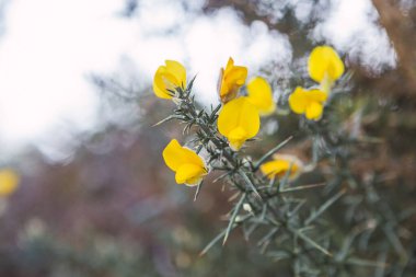 Gorse (Ulex europaeus) sonbahar akşam ışıklarıyla çiçek açtı