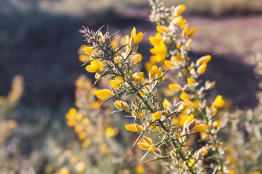 Gorse (Ulex europaeus) sonbahar akşam ışıklarıyla çiçek açtı