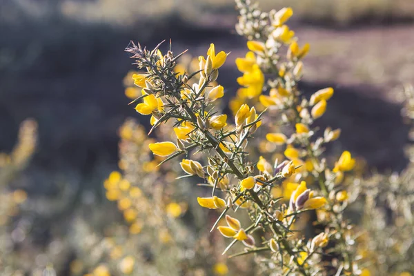 Gorse Ulex Europaeus Άνθιση Φθινοπωρινό Φως Βράδυ — Φωτογραφία Αρχείου