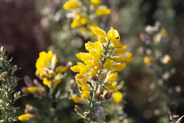 Gorse Ulex Europaeus Blüht Herbstlichen Abendlicht — Stockfoto