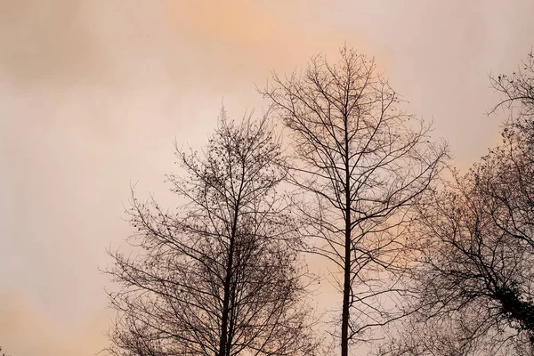 Drzewa Cieniu Zachodem Słońca Dziewiątki Tle — Zdjęcie stockowe