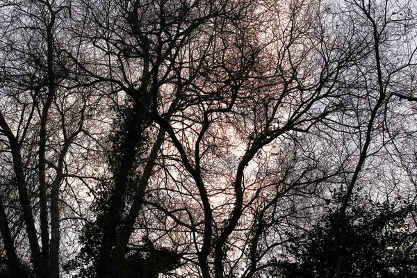 Дерева Тіні Дев Ятьма Заходами Сонця Задньому Плані — стокове фото