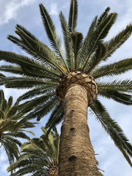 Arka planda gökyüzü olan yetişkin bir palmiye ağacının detayları