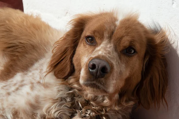 Breton köpek terasta güneşte kameraya bakıyor.