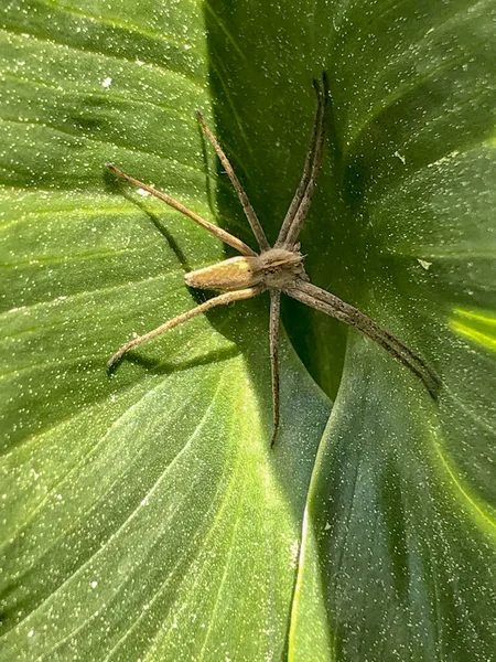 Ladrão Aranha Pisaura Mirabilis Folha Verde — Fotografia de Stock