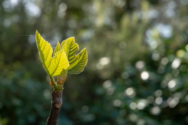 fig leaf sprout on dark background