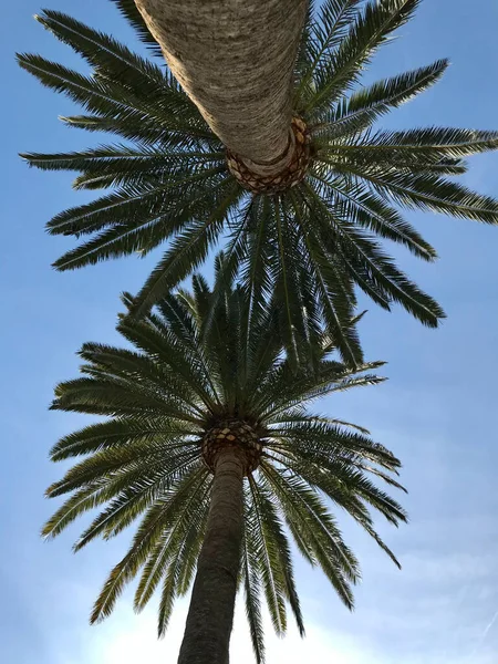 Palmen Gegenlicht Mit Dem Himmel Hintergrund — Stockfoto