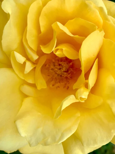 Önplanda sarı bir gülün ayrıntıları