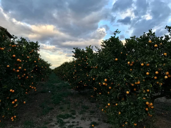 İlk iş olarak yetiştirilmek üzere tasarlanmış portakal ağaçları bahçesi. 
