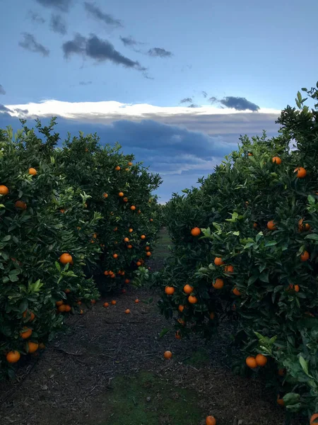 Obstgarten Von Orangenbäumen Für Den Anbau Bestimmt Erste Sache — Stockfoto