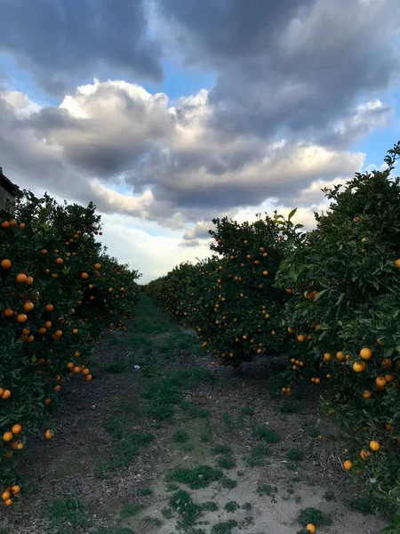 İlk iş olarak yetiştirilmek üzere tasarlanmış portakal ağaçları bahçesi. 