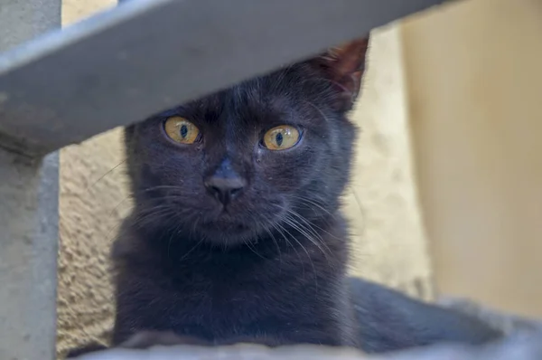 Sokaklarda dolaşıp yiyecek arayan kara kedi.