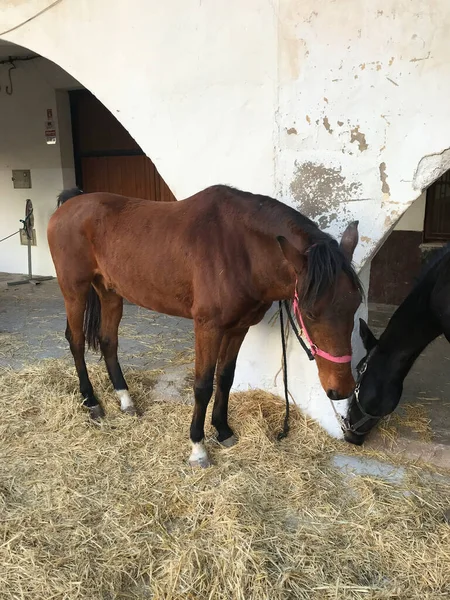 At taze saman üzerinde