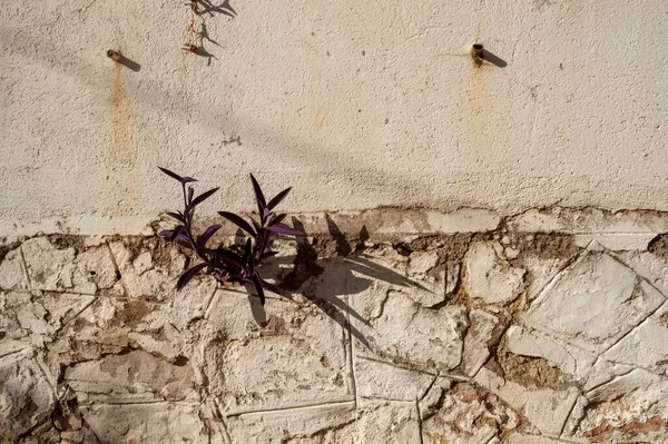 Duvarda Bir Çatlakta Büyüyen Bitki — Stok fotoğraf